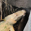 Albino Alligator