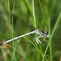 Common Blue Damselfly -Šidélko kroužkované