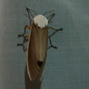 Moth