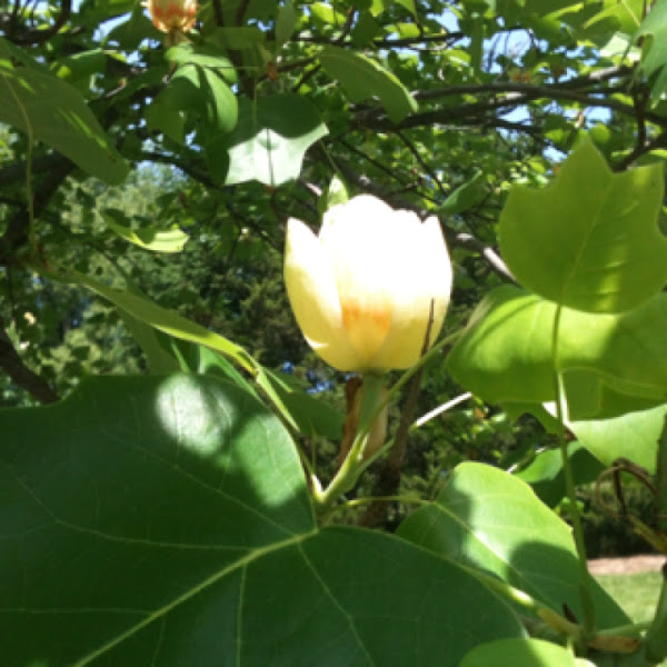 Tulip tree / Yellow poplar Project Noah