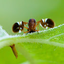 Picture-winged fly