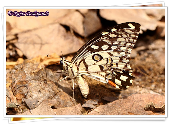 Spotting Image 1