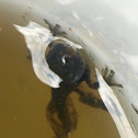 Grey Tree Frog