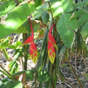 Lobster Claw/False Birds of Paradise