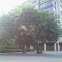 Morera (white mulberry)