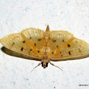 Crambidae