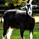 Domestic Goat