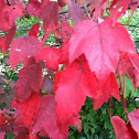 Red maple