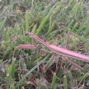 Praying Mantis