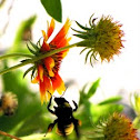 Bumble Bee