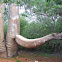 Baobab