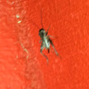 Cricket