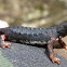 Salamandrina perspicillata