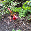 American Trumpet Vine