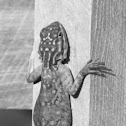 African Rainbow Lizard (Female)