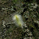 Definite-marked Tussock Moth caterpillar
