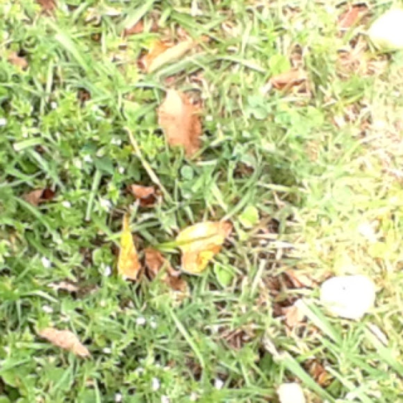 Spotting Image 1
