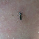 Asian Tiger Mosquito
