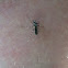 Asian Tiger Mosquito