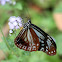 Chestnut Tiger