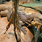 Black-Chest Spiny-Tail Iguana