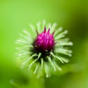 Welted thistle