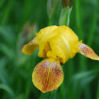 Iris