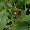 Common Wood Nymph?