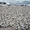 Cape Gannet