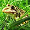 Indian Bull-frog