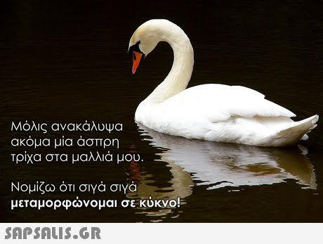 Μόλις ανακάλυΨα ακόμα μία άσπρη Τρίχα στα μαλλιά μου Νομίζω ότι σιγά σιγά μεταμορφώνομαι σε κύκνο! 