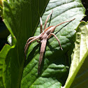 Nursery Web Spider