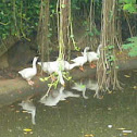 Ducks