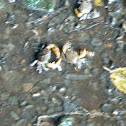 Freshwater Crab