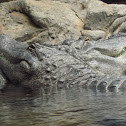 Alligators