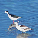American Avocet and Black-necket Stilt