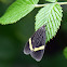 Wasp moth