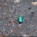 Six-spotted Tiger Beetle
