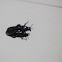 Scocoliid Wasp