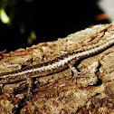 Garden Skink