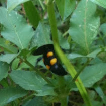 Florida's Native Bees and Wasps