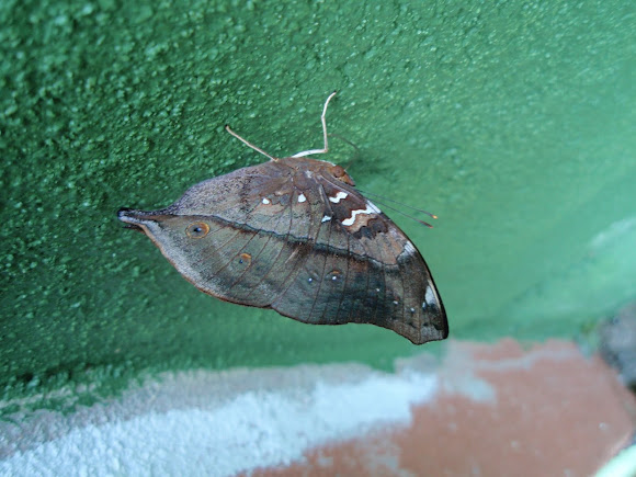 Spotting Image 1