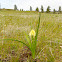 Meadow Death Camas