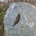 Slug