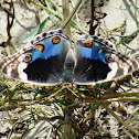 Blue Pansy