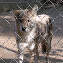 Coyote