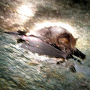 Pygmy Bats