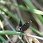 Southern Cloudywing