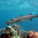 Great Barracuda