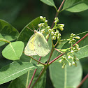 Clouded Sulphur